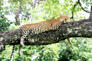 Tierwelt | Leoparden